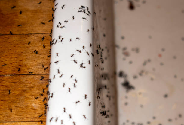 Spider Control Near Me in Lauderhill, FL